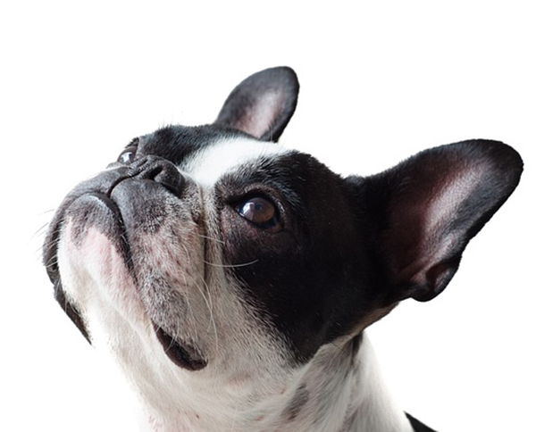 nombres para bulldog francés blanco y negro