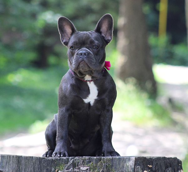 nombres para bulldog francés merlé