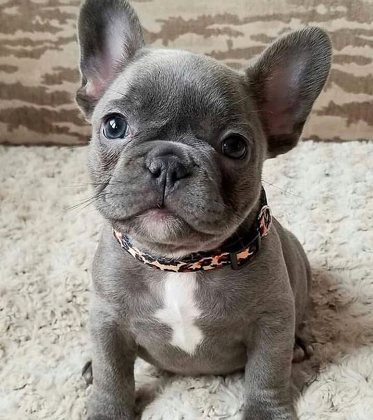 nombres para bulldog frances